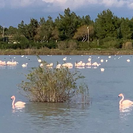 Flamingo City Lux Famaguszta Kültér fotó